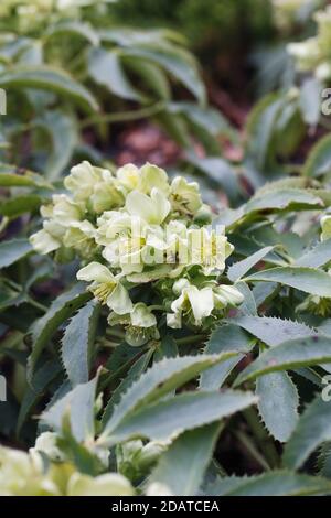 Helleborus auntifolius 'Lace Silver' fiori. Holly Leaved Hellebore. Foto Stock