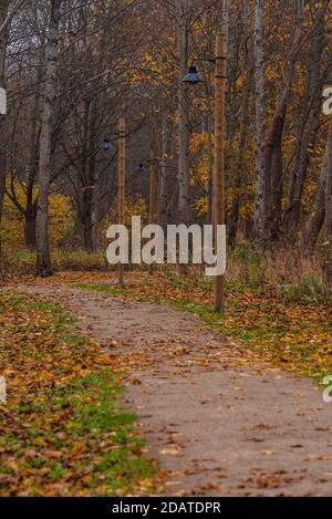 i sentieri naturalistici si snodano in autunno con foglie che cadono nelle vicinanze rami di albero Foto Stock