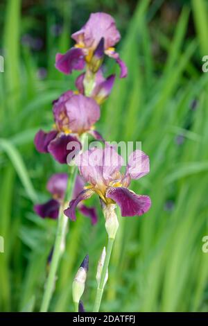 Iris bearded o German - Iris germanica Foto Stock