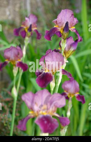 Iris bearded o German - Iris germanica Foto Stock