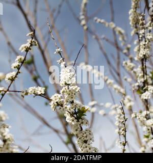 Fiori bianchi su un ramo Foto Stock