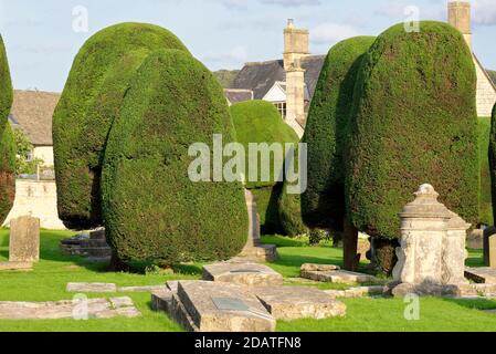 Yew alberi in St Mary's Church Yard, Painswick, Gloucestershire Foto Stock