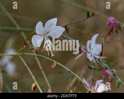 Primo piano dei delicati fiori bianchi della gaura lindheimeri Foto Stock