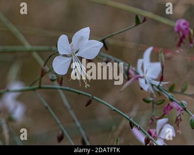 Primo piano dei delicati fiori bianchi della gaura lindheimeri Foto Stock
