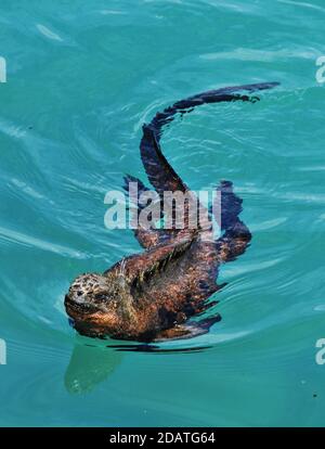 Iguana marina nuoto nell'oceano Pacifico, isole Galapagos, Ecuador Foto Stock