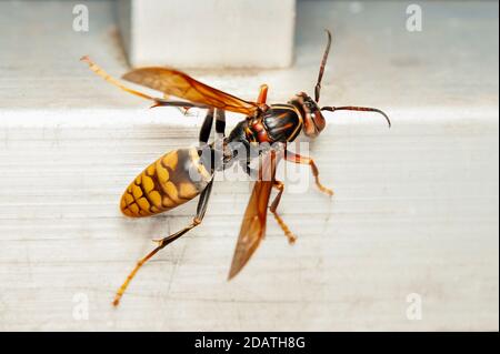 Primo piano di Asian Giant Hornet o Japanese Giant Hornet (Vespa mandarinia japonica). Foto Stock
