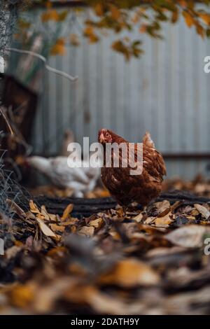 Polli in recinzione. Galline a piedi il giorno di autunno in fattoria. Pollo a piedi in paddock. Polli alla ricerca di cereali mentre camminando in paddock in fattoria. Foto Stock