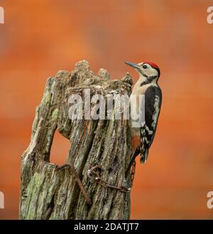 Un grande picchio macinato cerca insetti in un vecchio palo di legno recinzione sulla fattoria. Foto Stock