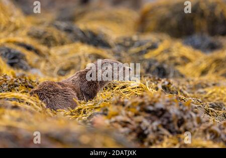 Wild Male Otter nelle Ebridi interne, Scozia, che foraggiano il litorale di un Loch Foto Stock