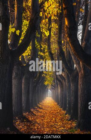 Lucca, fogliame autunnale in passerella alberata in mattinata foggosa. Toscana, Italia. Foto Stock