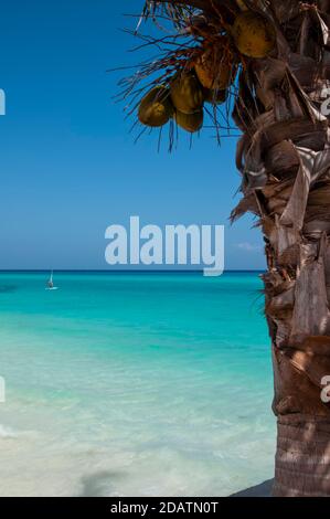 Un'ambientazione di spiaggia naturale al limitare dell'oceano Caraibico vicino a Tulum, Messico. Sullo sfondo il cielo blu, il mare caraibico e un windsurf Foto Stock