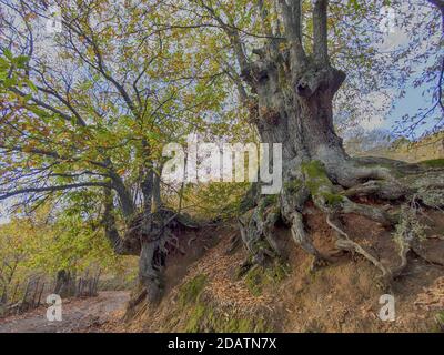 L'autunno arriva nella foresta di rame della Sierra de Ronda, Andalusia Foto Stock