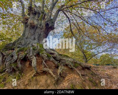 L'autunno arriva nella foresta di rame della Sierra de Ronda, Andalusia Foto Stock