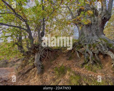 L'autunno arriva nella foresta di rame della Sierra de Ronda, Andalusia Foto Stock