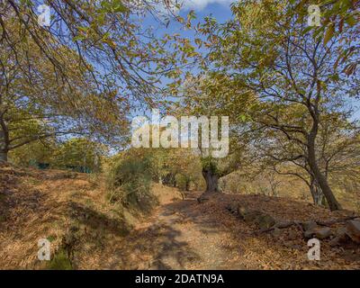 L'autunno arriva nella foresta di rame della Sierra de Ronda, Andalusia Foto Stock