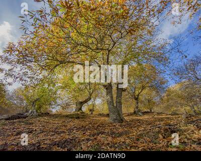 L'autunno arriva nella foresta di rame della Sierra de Ronda, Andalusia Foto Stock