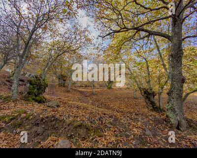 L'autunno arriva nella foresta di rame della Sierra de Ronda, Andalusia Foto Stock