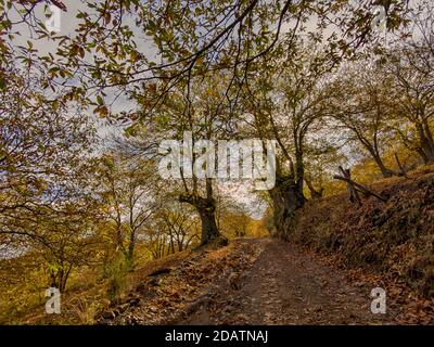 L'autunno arriva nella foresta di rame della Sierra de Ronda, Andalusia Foto Stock