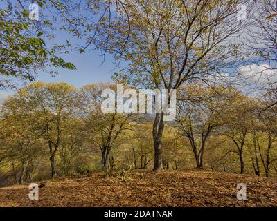 L'autunno arriva nella foresta di rame della Sierra de Ronda, Andalusia Foto Stock