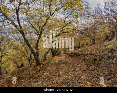 L'autunno arriva nella foresta di rame della Sierra de Ronda, Andalusia Foto Stock