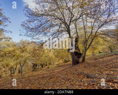 L'autunno arriva nella foresta di rame della Sierra de Ronda, Andalusia Foto Stock