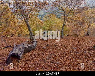 L'autunno arriva nella foresta di rame della Sierra de Ronda, Andalusia Foto Stock