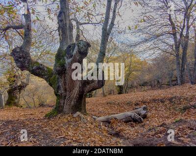 L'autunno arriva nella foresta di rame della Sierra de Ronda, Andalusia Foto Stock