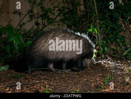 Badger durante la foraggiatura notturna, dirigiti a terra alla ricerca di cibo Foto Stock