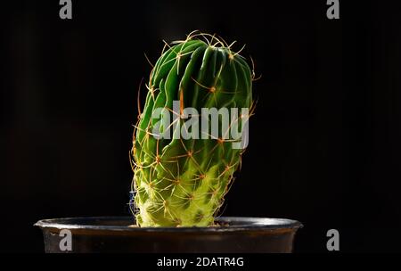 Bella Echinofossulocactus cactus in vaso di fiori su sfondo nero Foto Stock