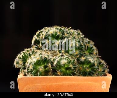 Bella Mammillaria spinosissima cactus nel piatto su sfondo nero Foto Stock