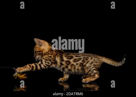 Gattino del Bengala giocoso su sfondo nero isolato vista laterale Foto Stock