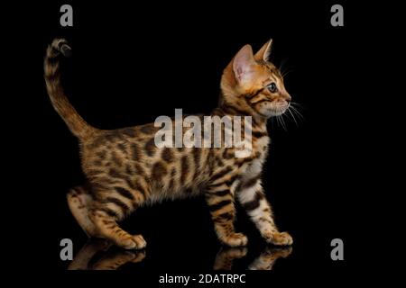 Gattino del Bengala giocoso su sfondo nero isolato vista laterale Foto Stock