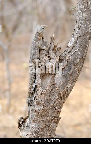 Iguana malgascia collata (Oplurus cuvieri) Foto Stock