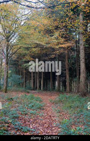 Autunno in boschi idless vicino Truro Cornwall Inghilterra uk Foto Stock