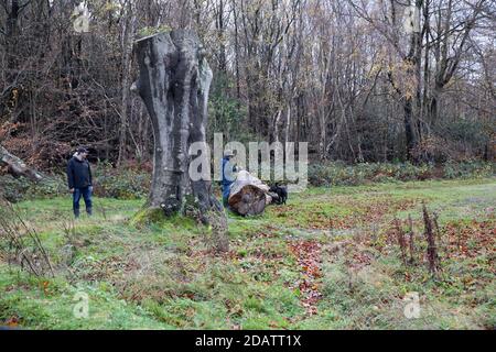 Westerham, Kent, UK, 15 novembre 2020, mentre Lockdown continua a giocare con il loro cane in boschi vicino Westerham in Kent. Le previsioni meteo sono 10C, Sunny con docce e la previsione è per le temperature di aumentare per il resto della settimana.Credit: Keith Larby/Alamy Live News Foto Stock