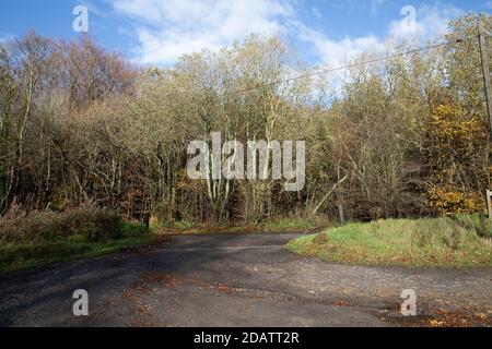 Westerham, Kent, UK, 15 novembre 2020, colori autunnali nei boschi vicino Westerham, Kent. Le previsioni meteo sono 10C, Sunny con docce e la previsione è per le temperature di aumentare per il resto della settimana.Credit: Keith Larby/Alamy Live News Foto Stock