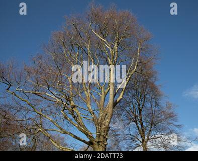 Westerham, Kent, UK, 15 novembre 2020, colori autunnali nei boschi vicino Westerham, Kent. Le previsioni meteo sono 10C, Sunny con docce e la previsione è per le temperature di aumentare per il resto della settimana.Credit: Keith Larby/Alamy Live News Foto Stock