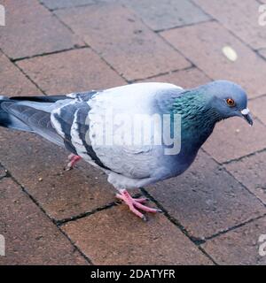 Single Pigeon Walking da solo su un marciapiede alla ricerca di cibo Foto Stock