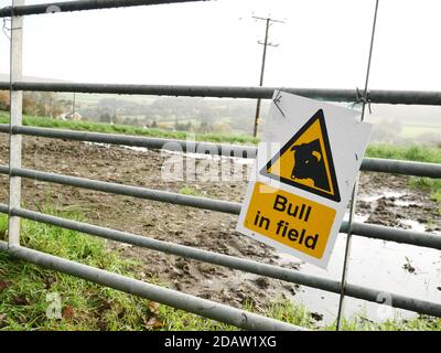 Cartello segnaletico Bull in Field sul cancello dell'azienda. Foto Stock