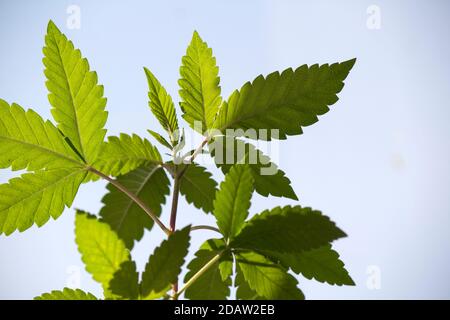 Foto di primo piano della pianta di cannabis. Trama delle foglie verdi. Sfondo sfocato, messa a fuoco selettiva. Concetto di medicina alternativa. Foto Stock