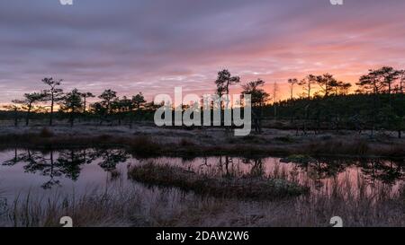 alba colorata sopra la palude, silhouette di albero di palude scuro, riflessi di cielo gorgeous in lago di palude scuro, mattina fredda di autunno, primo gelo su erba di palude e mos Foto Stock