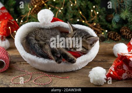 Gattino dorme nel cappello di babbo natale. Animale domestico di Natale che dorme. Presenta il concetto. Ritratto di gattino. Adorabile animale da tavola, animale domestico, gatto. Luci di Natale e. Foto Stock