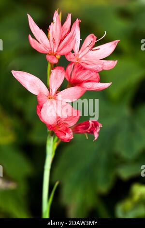 Hesperantha coccinea 'Sunrise' Foto Stock