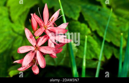 Hesperantha coccinea 'Sunrise' Foto Stock