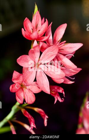 Hesperantha coccinea 'Sunrise' Foto Stock