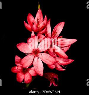 Hesperantha coccinea 'Sunrise' Foto Stock