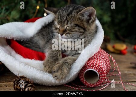 Gattino dorme nel cappello di babbo natale. Animale domestico di Natale che dorme. Presenta il concetto. Ritratto di gattino. Adorabile animale da tavola, animale domestico, gatto. Luci di Natale e. Foto Stock