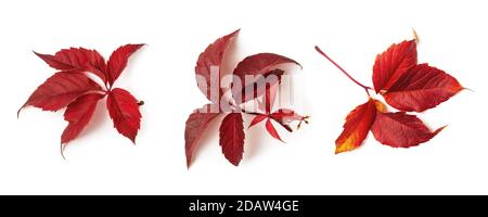 Luppolo comune o luppolo di humulus tre foglie rosse di caduta isolate su sfondo bianco. Set di foglie autunnali come elemento di design stagionale. Vista dall'alto. Foto Stock