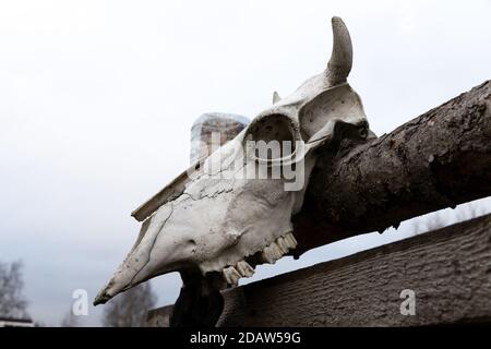 il cranio di mucca pende su una recinzione di legno sulla strada Foto Stock