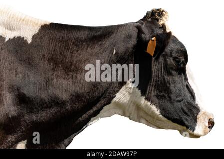 Holstein Frisian bovino, ritratto di una mucca da latte bianca e nera isolata su sfondo bianco. Italia, Europa. Foto Stock